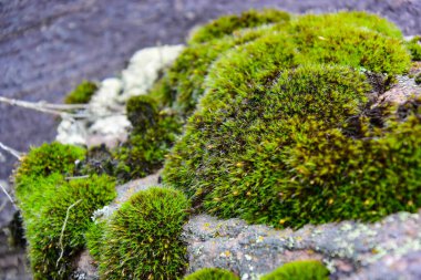 yeşil yosun taşta yetişir