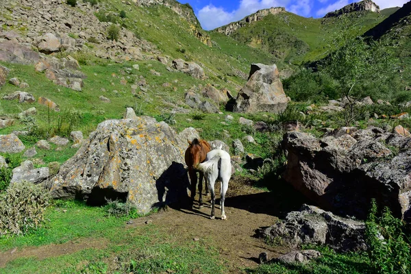 Pferde Stehen Der Nähe Der Berge — Stockfoto