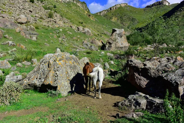 Caballos Pie Cerca Las Montañas —  Fotos de Stock