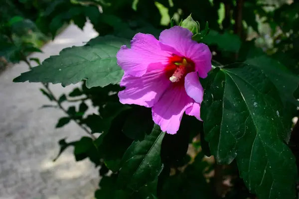 美しい花がピンク色になる — ストック写真