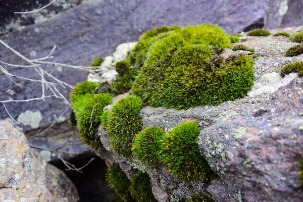 Green Moss Grows Stone — Stock Photo, Image
