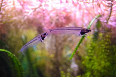 Akvaryumdaki renkli balıklar