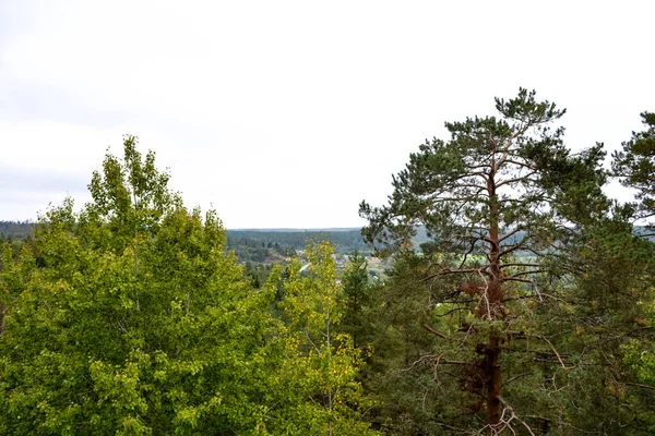 View Trees Forest — Stock Photo, Image