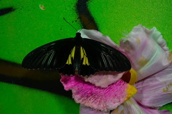 Hermosas Mariposas Sientan Mesa — Foto de Stock