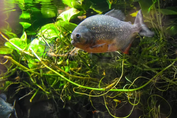 Poissons Colorés Dans Aquarium — Photo