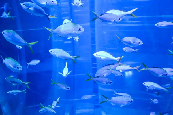 Peixe Grande Aquário Azul — Fotografia de Stock