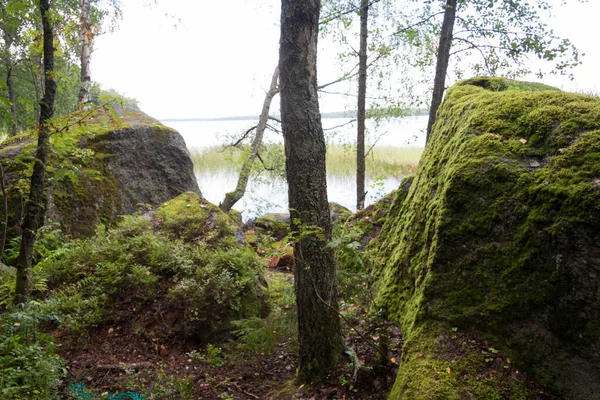 石や森の間の公園の道 — ストック写真