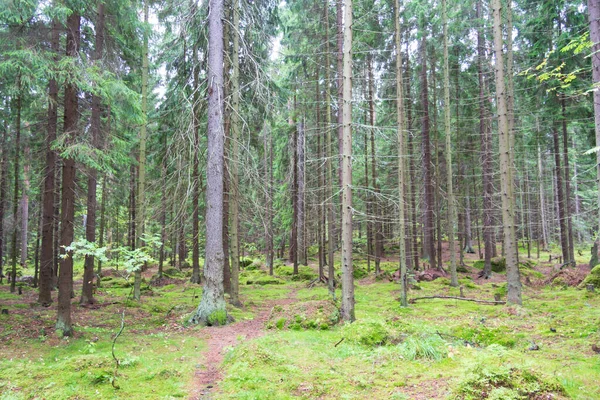 Park Paths Stones Forest — Stock Photo, Image