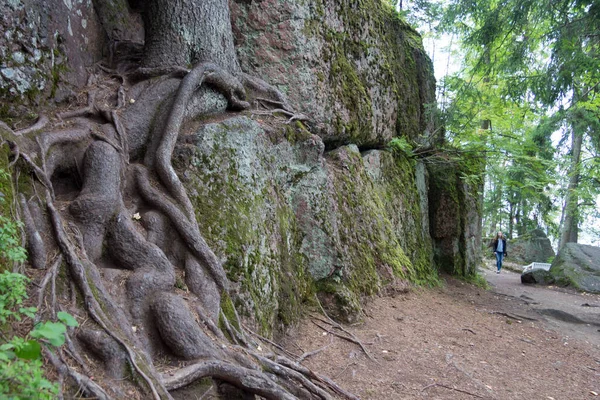 Parkwege Zwischen Steinen Und Wald — Stockfoto