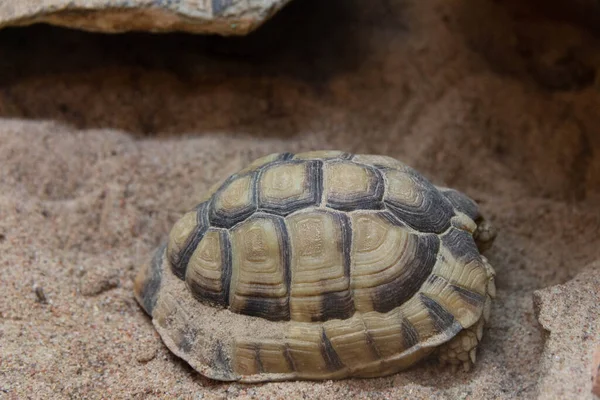 Kara kaplumbağası kumda sürünüyor.