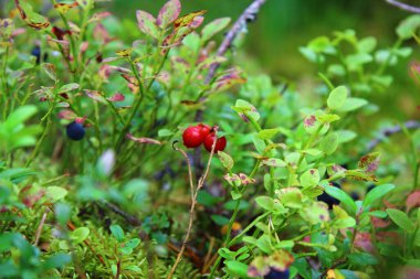 Karelia ormanında orman meyveleri
