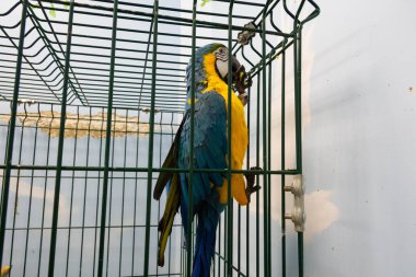 Bir dalda oturan kuş