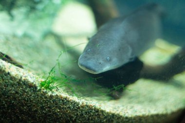 Akvaryumda yüzen balıklar