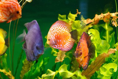 Akvaryumda yüzen balıklar