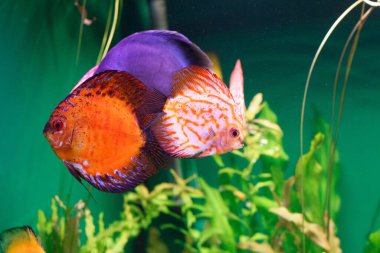 Akvaryumda yüzen balıklar