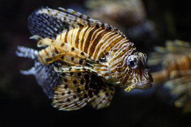 Akvaryumda yüzen balıklar