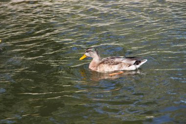 Ördekler gölette yüzer.