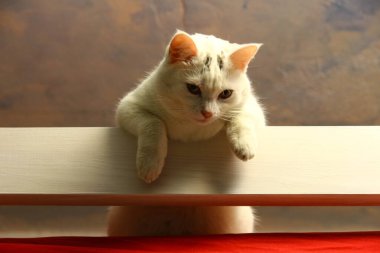 Kedi yatağın üstünde oturuyor.