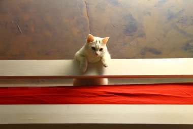 Kedi yatağın üstünde oturuyor.