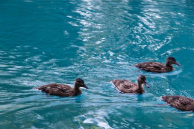 Ördekler gölette yüzüyor.