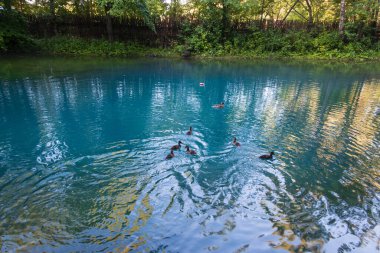 Ördekler gölette yüzüyor.