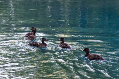 Ördekler gölette yüzüyor.