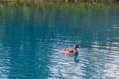 Ördekler gölette yüzüyor.