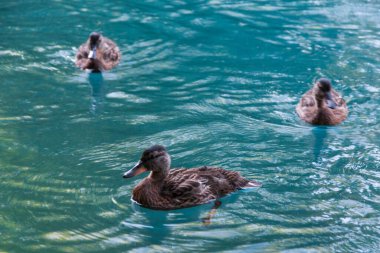 Ördekler gölette yüzüyor.