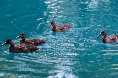 Ördekler gölette yüzüyor.