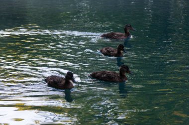 Ördekler gölette yüzüyor.