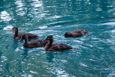 Ördekler gölette yüzüyor.