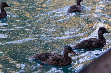 Ördekler gölette yüzüyor.
