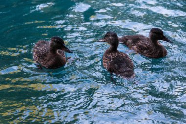 Ördekler gölette yüzüyor.
