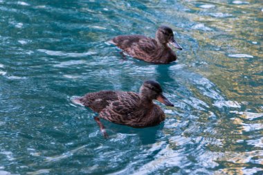 Ördekler gölette yüzüyor.