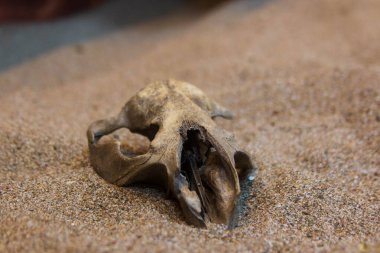 Kumda yapay kafatası