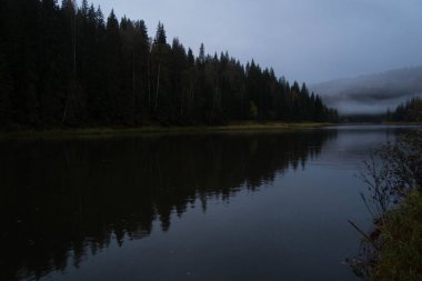 Şafak vakti nehrin etrafındaki orman