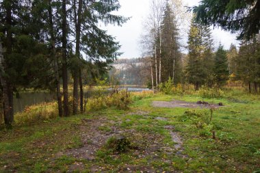 Şafak vakti nehrin etrafındaki orman