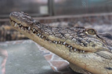 tte de crocodile se bouchent