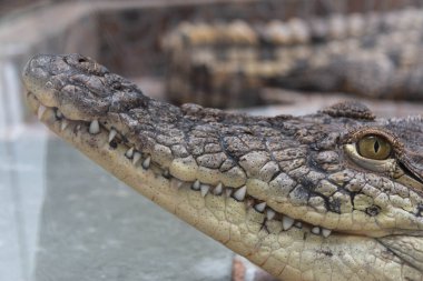 tte de crocodile se bouchent