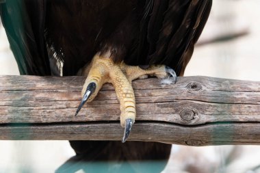 oiseau de proie avec griffes prhensiles