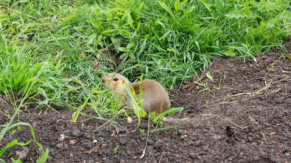 Gopher Sentado Hierba — Foto de Stock