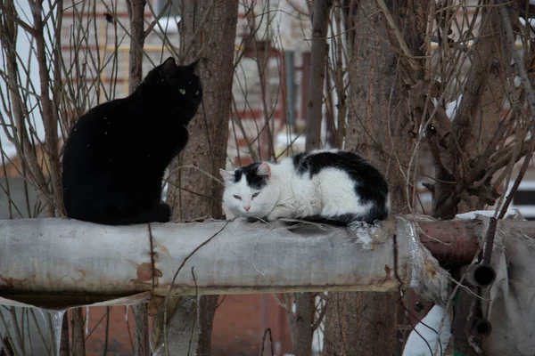 Chats Rue Assis Sur Une Pipe — Photo