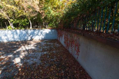 old abandoned swimming pool overgrown with plants