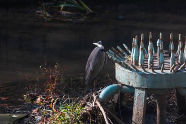 Balıkçıl suda yürür.