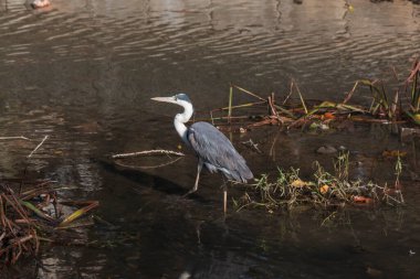 Balıkçıl suda yürür.