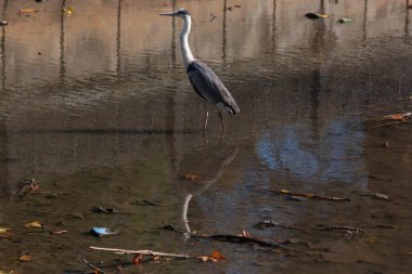 Balıkçıl suda yürür.