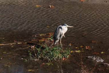 Balıkçıl suda yürür.