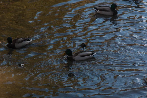 Ducks Swim Water — Stock Photo, Image