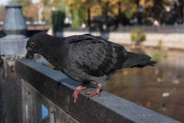 Pombo Sentado Cerca — Fotografia de Stock