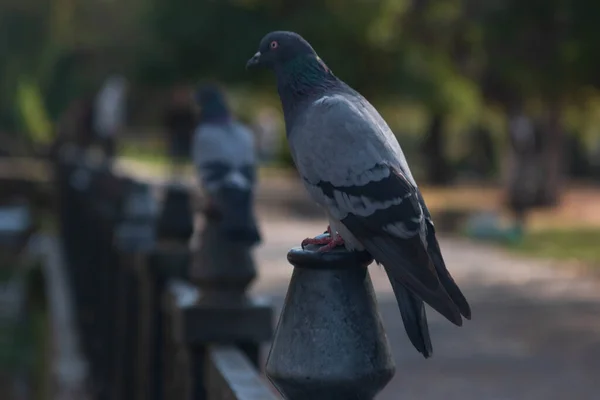 Pigeon Sitting Fence — Stock Photo, Image